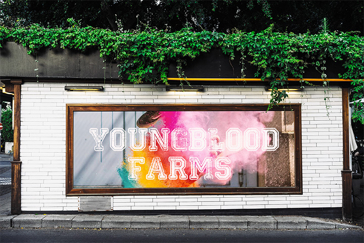 Understanding the Brand's Identity